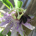 Eastern Carpenter Bee