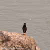 Javan Myna