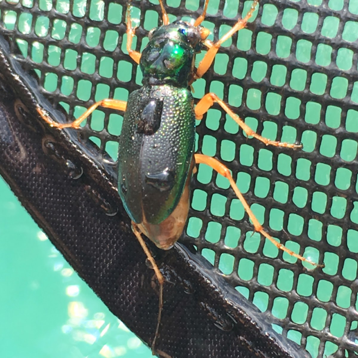 Virginia Metallic Tiger Beetle