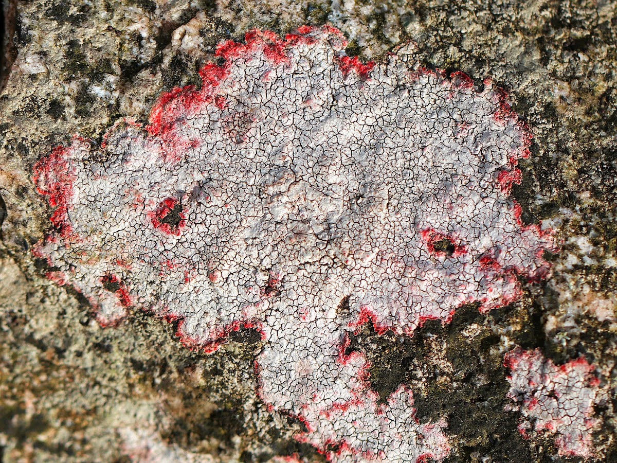 Verrucaria Lichen