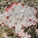 Verrucaria Lichen