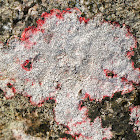 Verrucaria Lichen