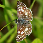 Common White Checkered Skipper Butterfly