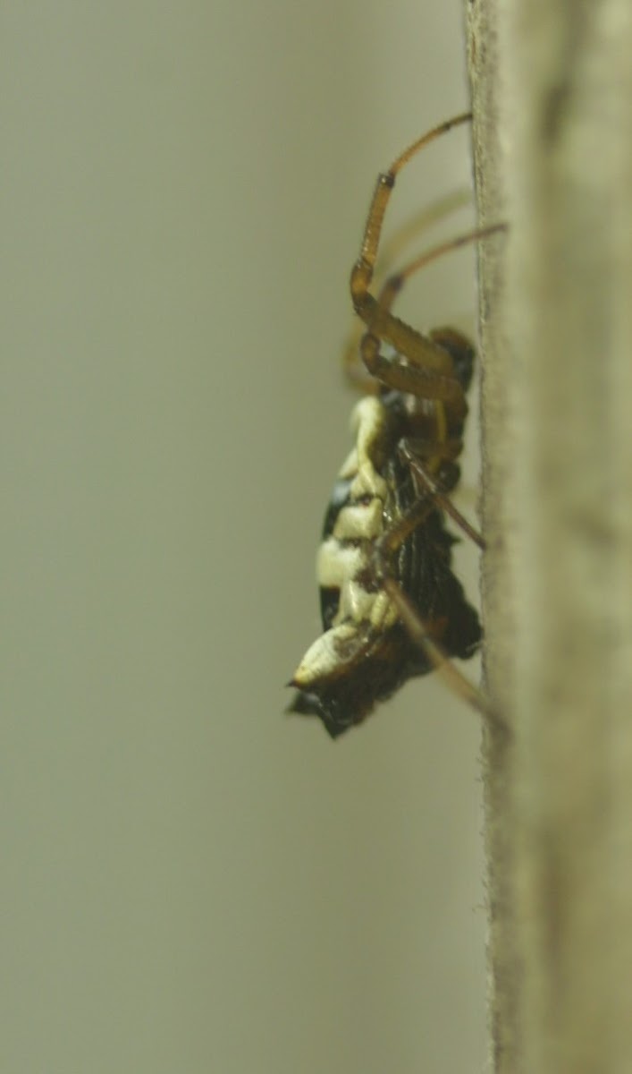 White Micrathena, female