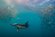 In smaller groups the sardines can be easily separated and picked off. 