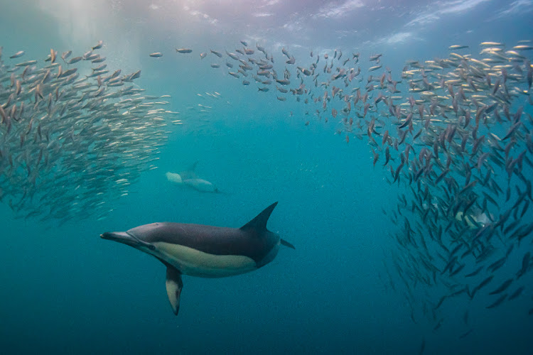 In smaller groups the sardines can be easily separated and picked off.