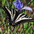 Pallid swallowtail