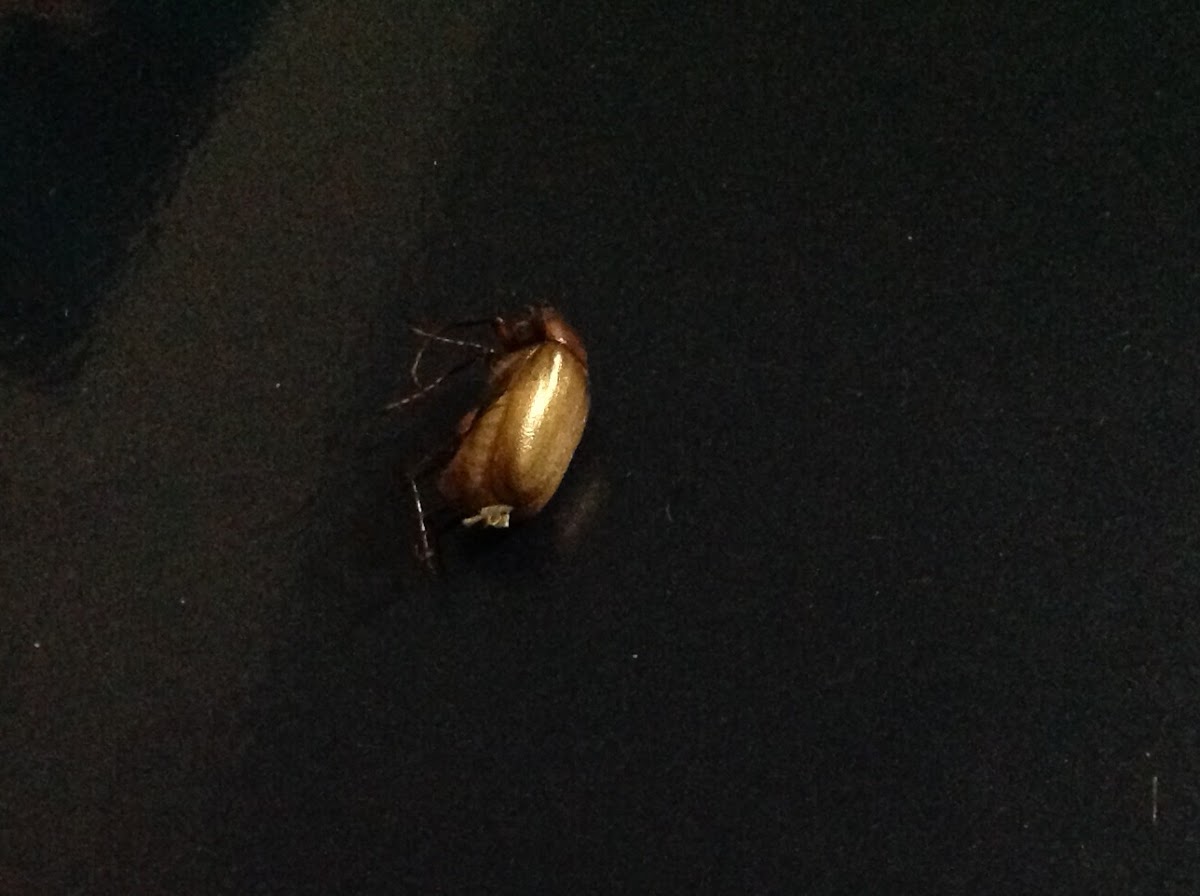 May Beetle