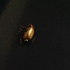 May Beetle