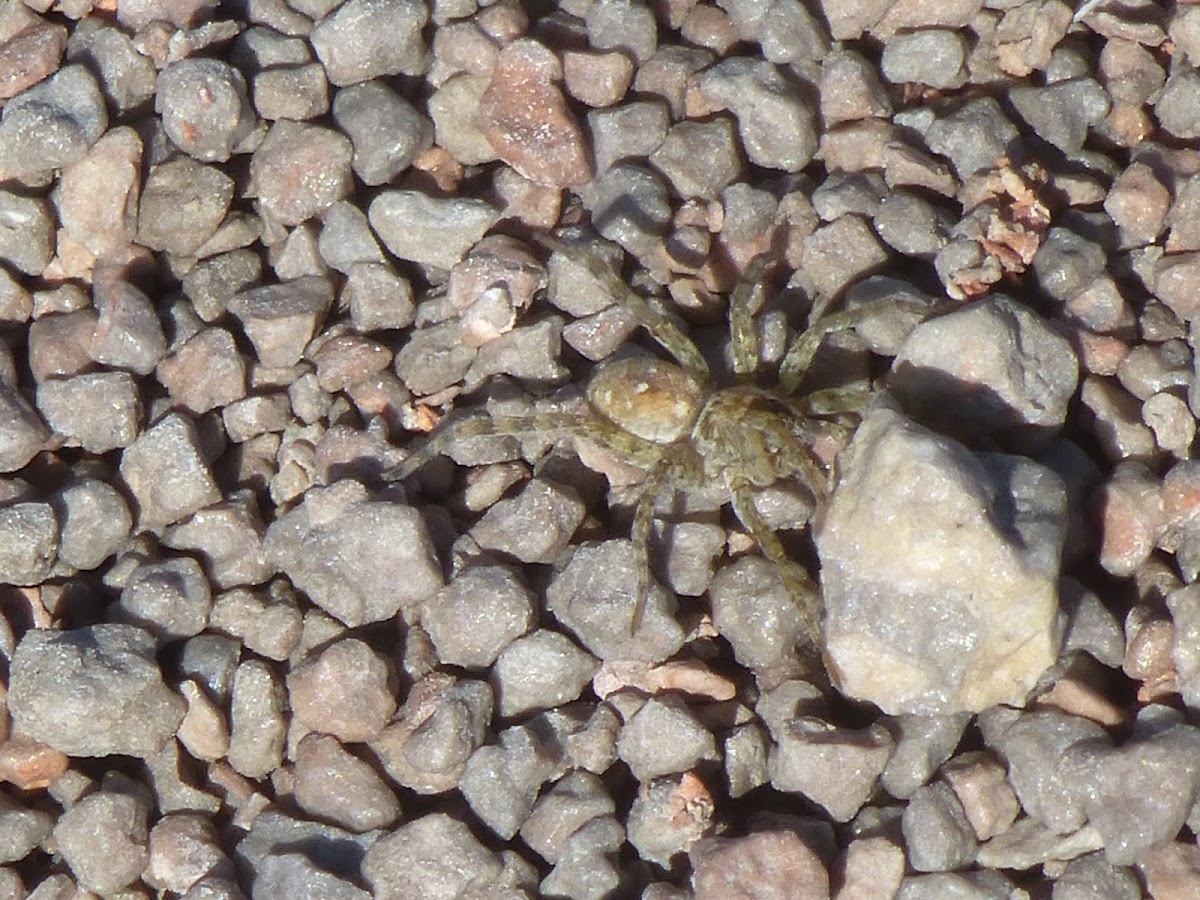 Wolf Spider