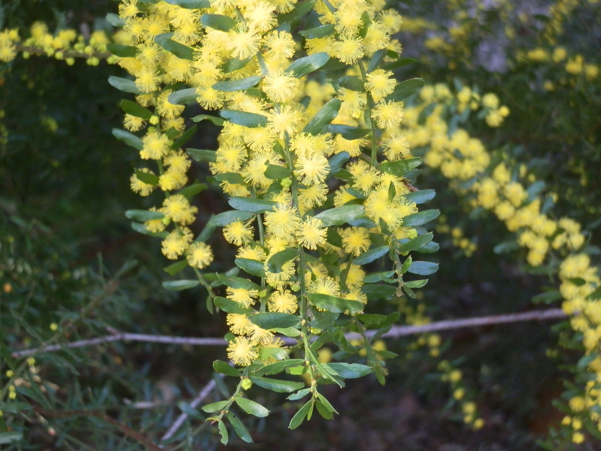 Varnish Wattle