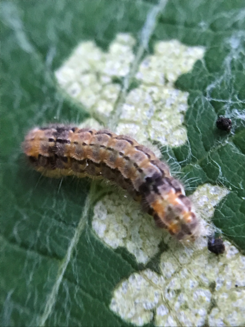 Caterpillar