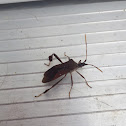 Leaf-footed Bug