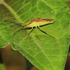 Leaf Footed Bug