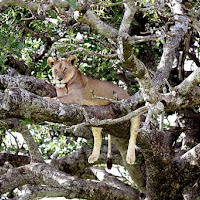 L'albero dei Leoni di 