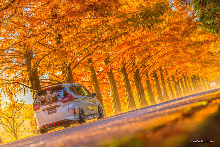 フリードのメタセコイア並木・紅葉・紅葉と愛車・ミラーレス・ナナニッパに関するカスタム事例の投稿画像20枚目