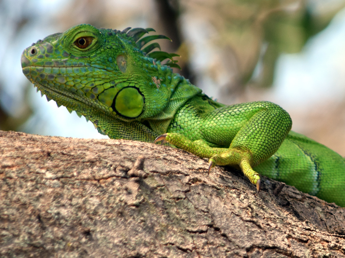 Green Iguana