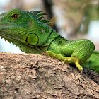 Green Iguana