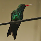 Colibrí esmeralda