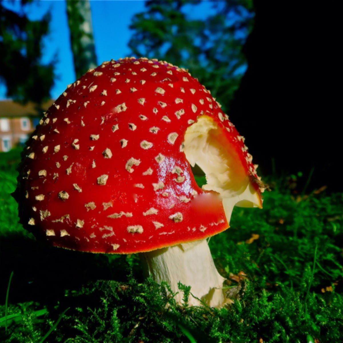 Fly Agaric