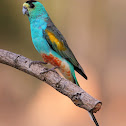 Golden-shouldered Parrot