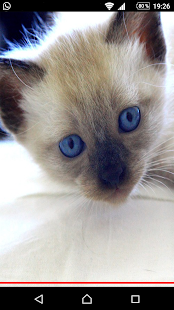 How to install Animated kittens HD Wallpapers patch 1.0 apk for android