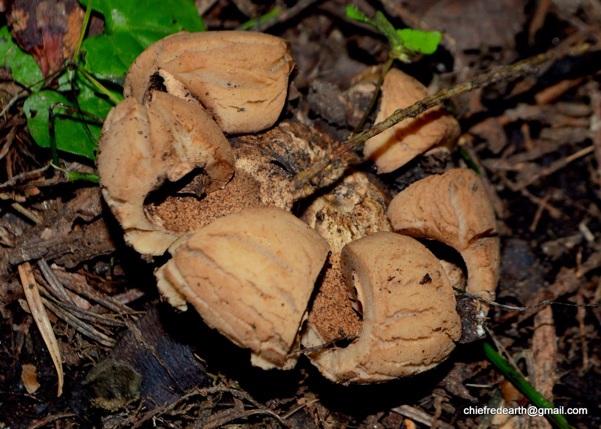 earthstar