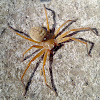 Huntsman Spider