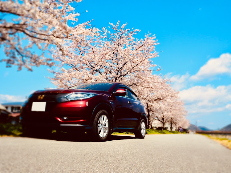 ヴェゼルのヴェゼル × 桜・お宮参りに関するカスタム事例の投稿画像3枚目