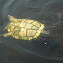 Pond Slider turtle (melanistic)