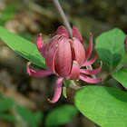 Eastern Sweetshrub