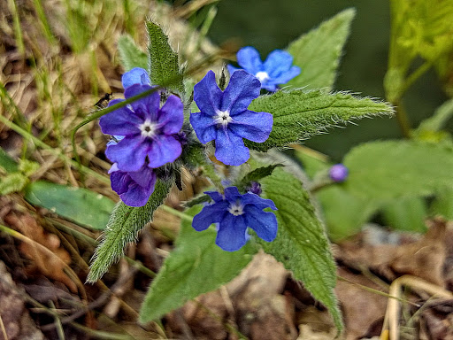 Anchusa Pentaglottis sempervirens