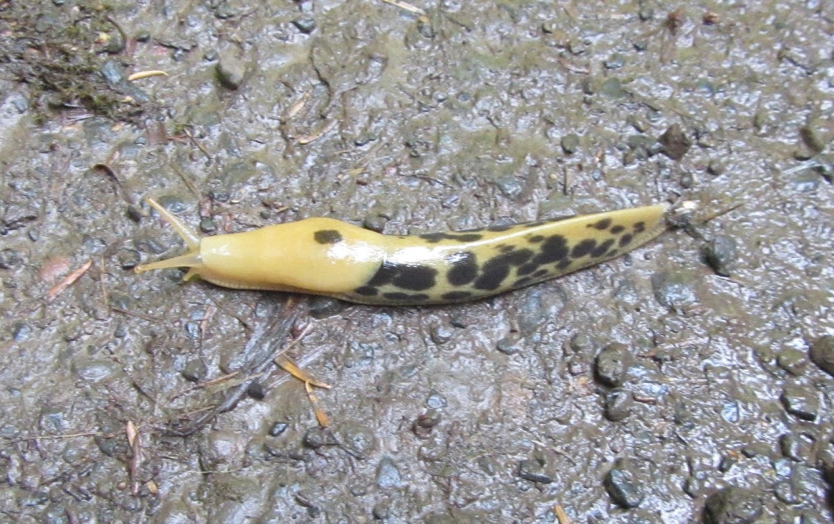 Pacific Banana Slug