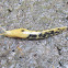 Pacific Banana Slug