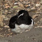 Oystercatcher