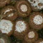 Bird's Nest Fungi