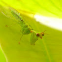 Green Mantidfly