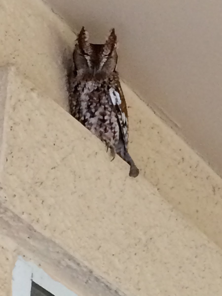 Eastern Screech Owl