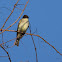 Eastern Phoebe