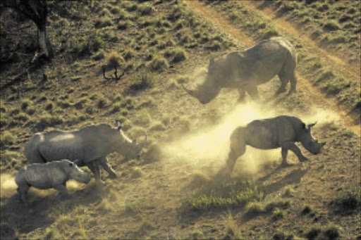 Police on Monday arrested two suspects bound for Vietnam with 10 pieces of rhino horn at the OR Tambo International Airport on Monday evening.