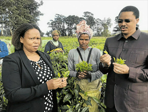 TEA TIME: From left, PSJ mayor Nomvuzo Mlombile-Cingo, Majola estate employee Ntombetsha Nqeketho and Eastern Cape rural development and agrarian reform MEC Mlibo Qoboshiyane hold harvested tea from Majola during a monitoring visit to the tea estate this weekPicture: SUPPLIED