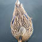 Mallard duck