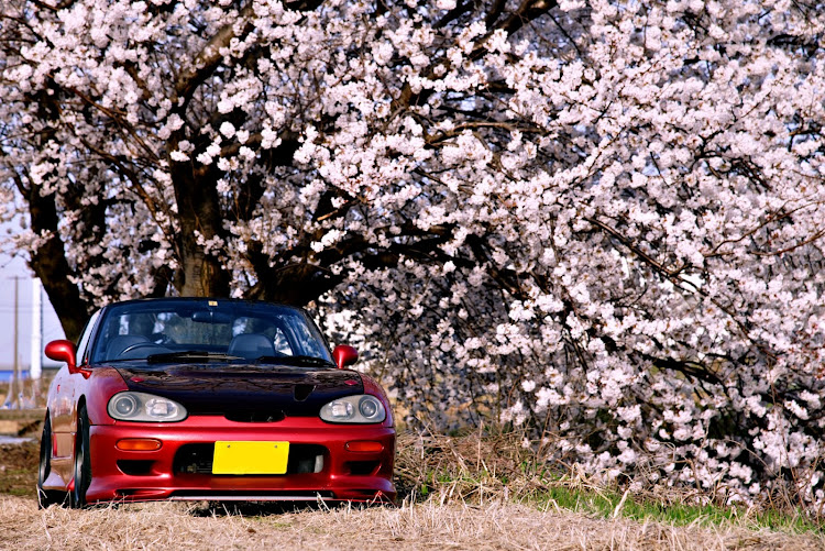 カプチーノの2021ベストショット・新潟・4月にエントリー・桜に関するカスタム事例の投稿画像1枚目