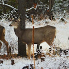 White-tailed deer