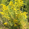 Golden Rod