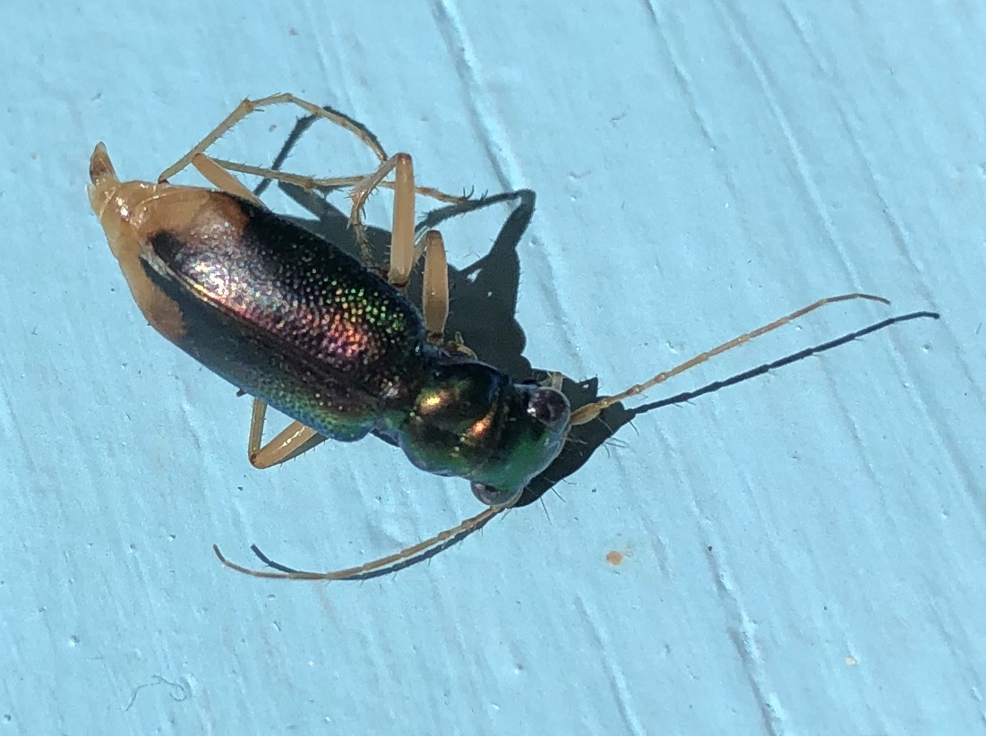 Florida Metallic Tiger Beetle