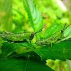 Javanese Grasshopper (Nymph)