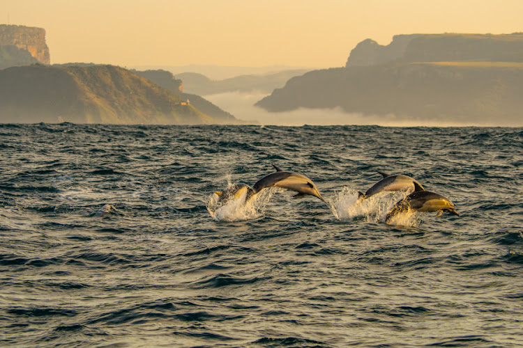 Common dolphins work together to herd and confuse the fish.