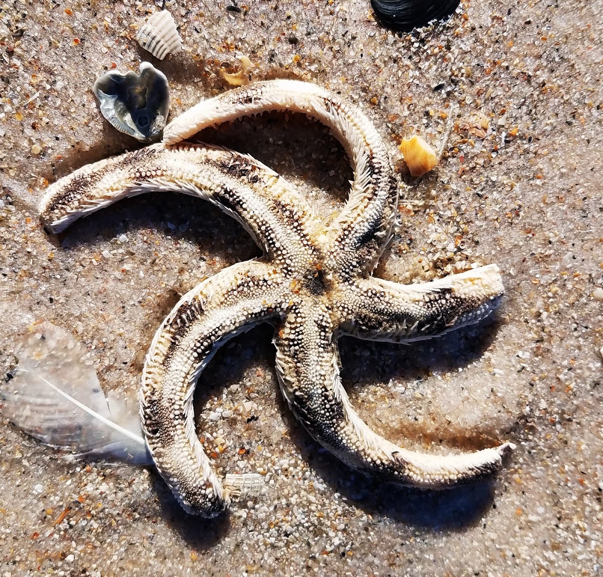 Banded starfish