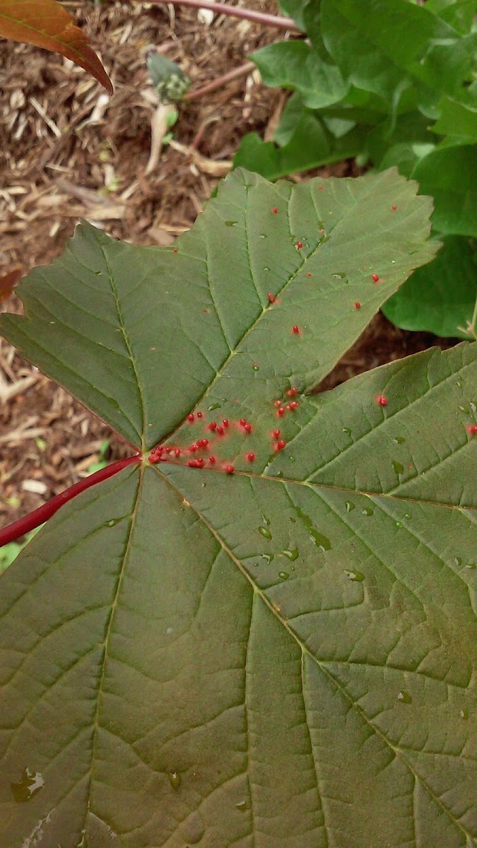 Maple gall mites